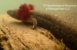 mudpuppy