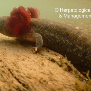 mudpuppy