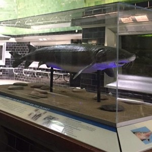 Lake Sturgeon model display