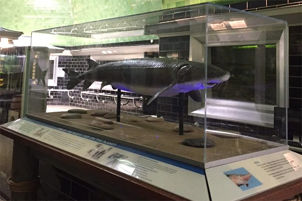 Lake sturgeon exhibit opens at Belle Isle Aquarium