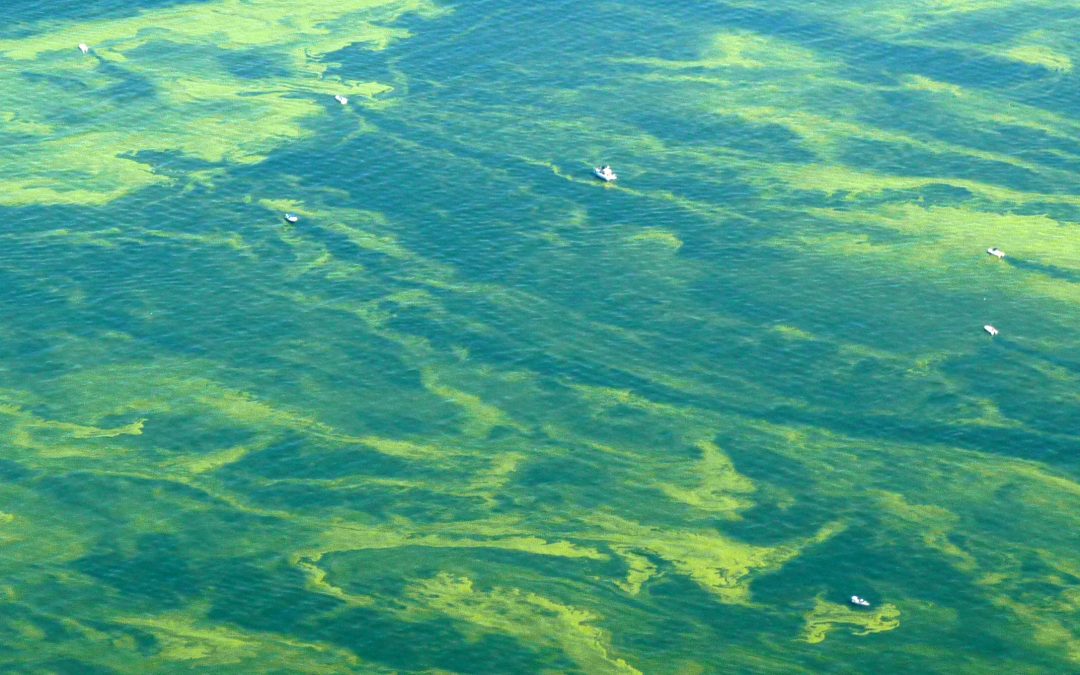 Heavy rainfall may increase risk of algal blooms in Lake Erie, Saginaw Bay