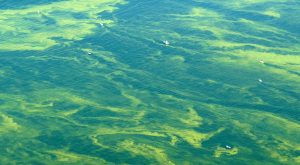 algal bloom