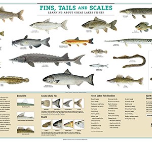 Fins Tails and Scales Fish ID poster