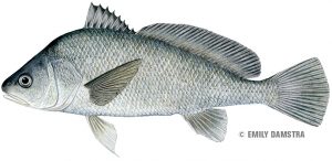 Freshwater drum