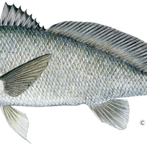 Freshwater drum