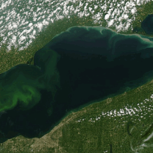 Lake Erie algal bloom from as seen from space