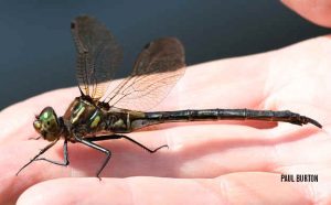 Hine’s Emerald Dragonfly