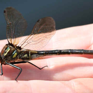 Hine’s Emerald Dragonfly