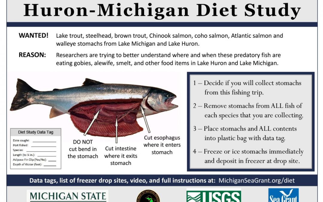 New video shows anglers how to remove stomachs for fish diet study