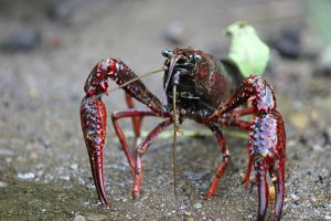 crayfish