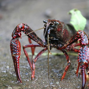 crayfish