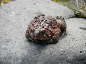 toad