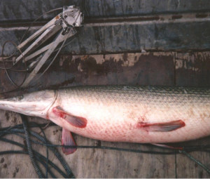Gar