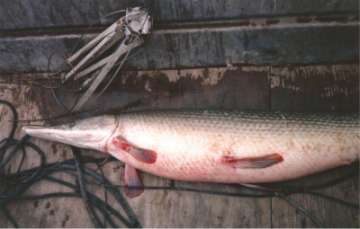 What, exactly, is an alligator gar?