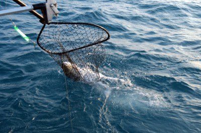 salmon in a net