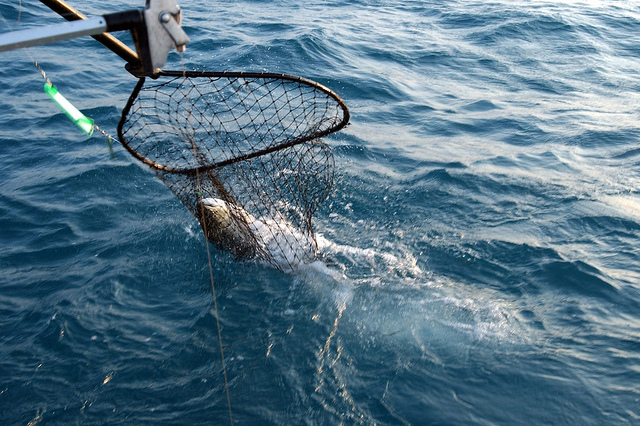 Salmon in net