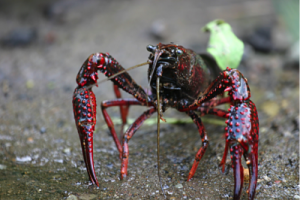 crayfish