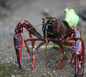 crayfish