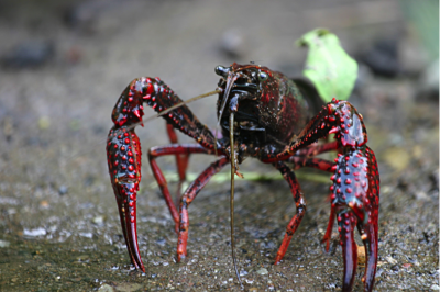 National Invasive Species Awareness Week series highlights threats Michigan faces