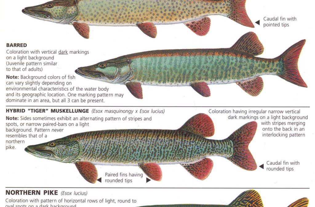 The Tiger Musky