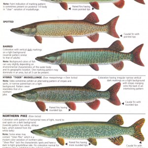 Muskie poster