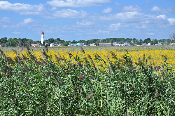 Phragmites at St. John's Marsh