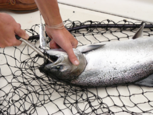 salmon