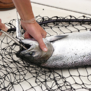 salmon