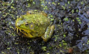 toad