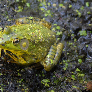 toad