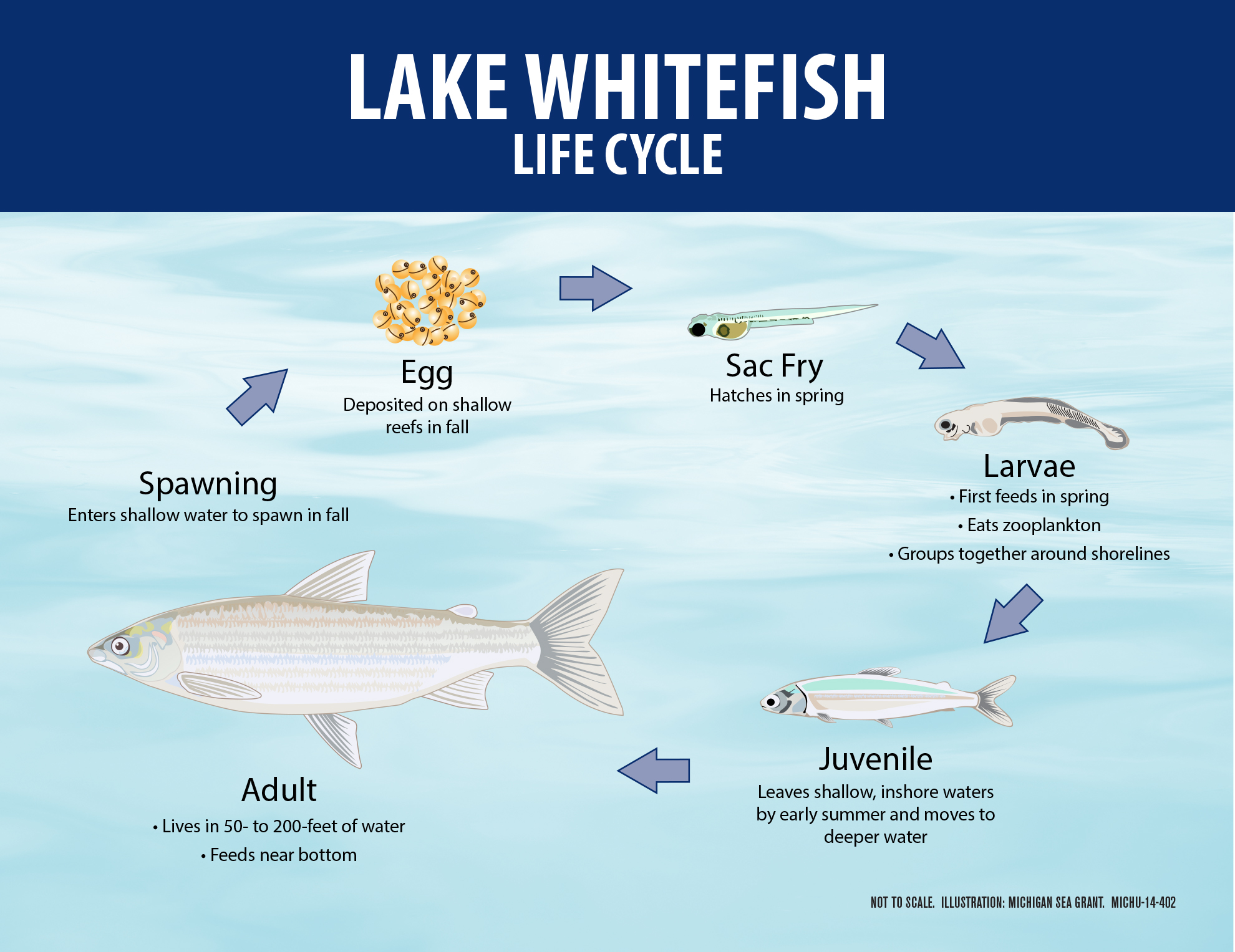 Lake whitefish are a benthic coolwater fish that feed primarily on Diporeia...