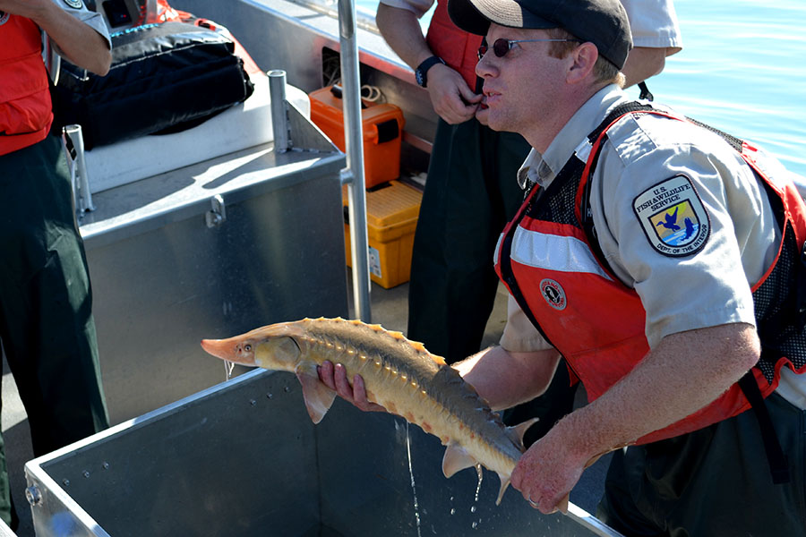 Lake Sturgeon caught (recapture) at the reefs.