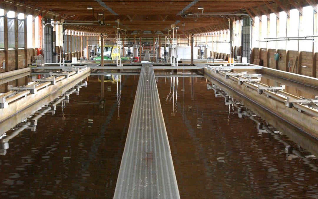 Sea Grant Seeks Proposals for Aquaculture Research