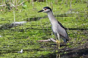 Black Crowned Night Heron in marsh