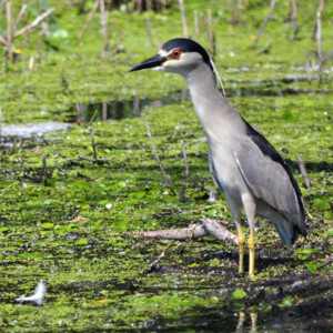 Black Crowned Night Heron in marsh