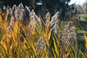 Phragmites