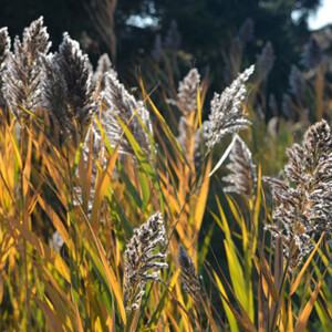 Phragmites