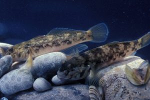 2 invasive round goby blue background