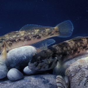 2 invasive round goby blue background