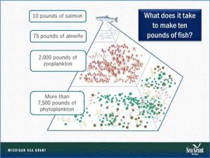 diagram showing how many pounds of food to feed 10 lbs of salmon