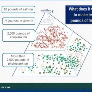 diagram showing how many pounds of food to feed 10 lbs of salmon
