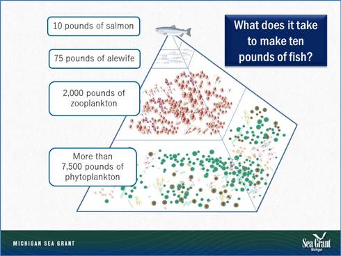 What does it take to make 10 pounds of salmon?