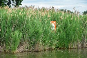 phragmites