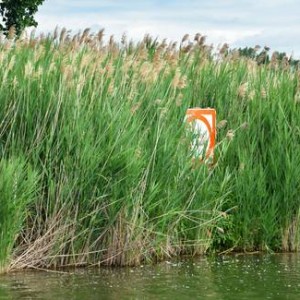 phragmites