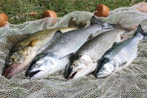 4 caught fish on a fish net