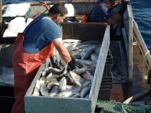 Commercial fishing, fish study