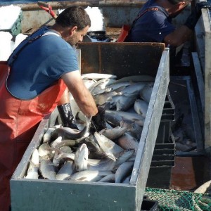 Commercial fishing, fish study