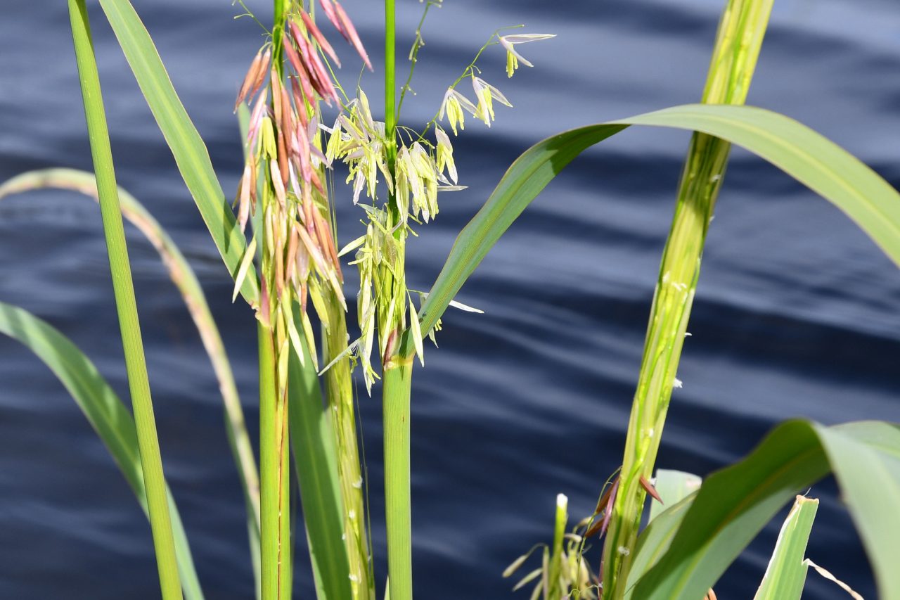 Manoomin (Wild Rice) Michigan Sea Grant