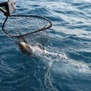 Catching a fish in a net