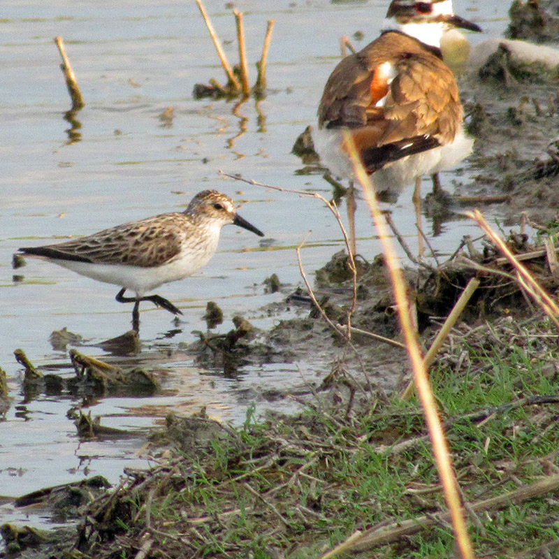 Semipalmated Sandpiper with Killdeer along the shoreline